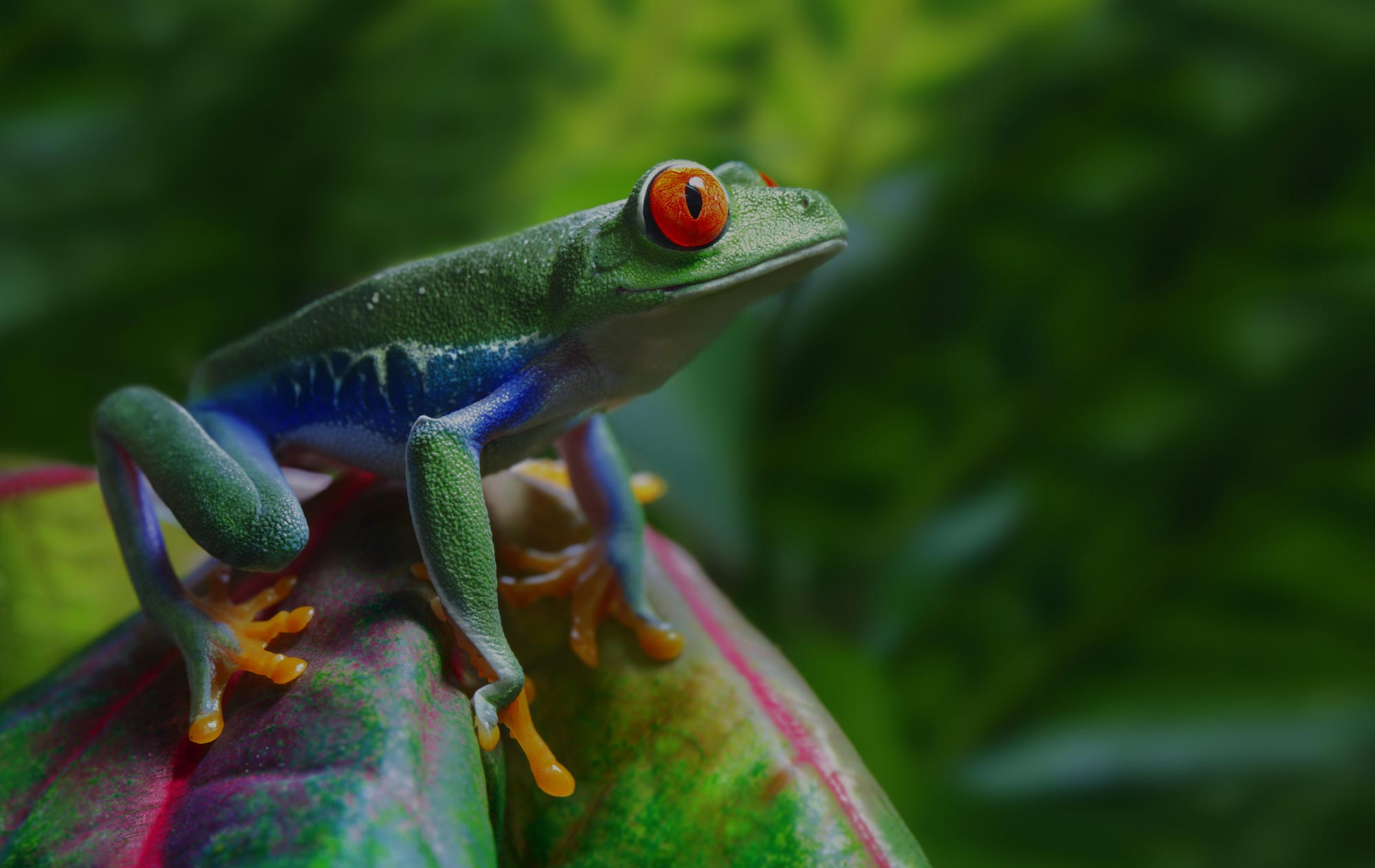 Frog on Plant 1